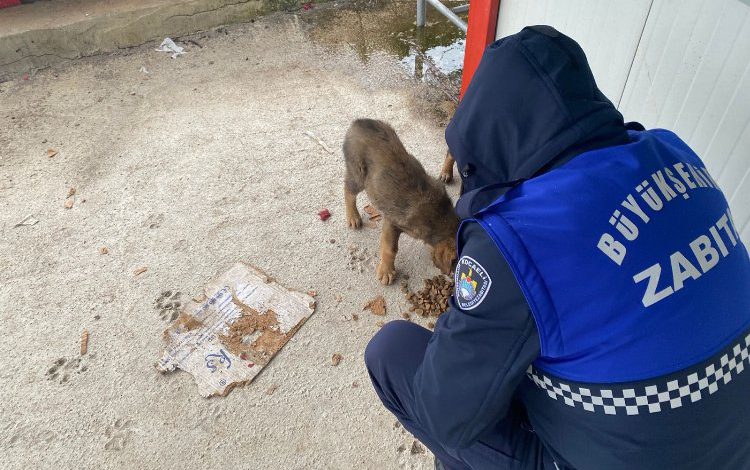 Kocaeli zabıta ekipleri patili dostları unutmadı Kocaeli zabıta ekipleri patili dostları unutmadı