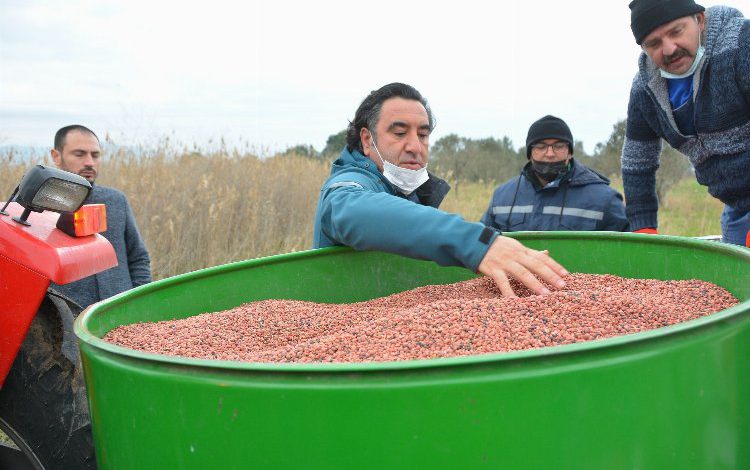 İzmir Aliağa’da hayvanlar için yem bitkisi dikildi İzmir Aliağa’da hayvanlar için yem bitkisi dikildi