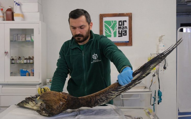 Binlerce yaban hayvanı hayata döndürüldü Binlerce yaban hayvanı hayata döndürüldü