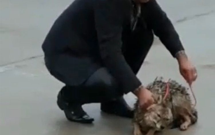 Adıyaman’da yabani kurt kurtarıldı