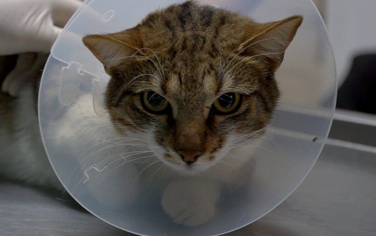 Bursa’da ölüme terk edilen yaralı kediye umut oldu Bursa’da ölüme terk edilen yaralı kediye umut oldu