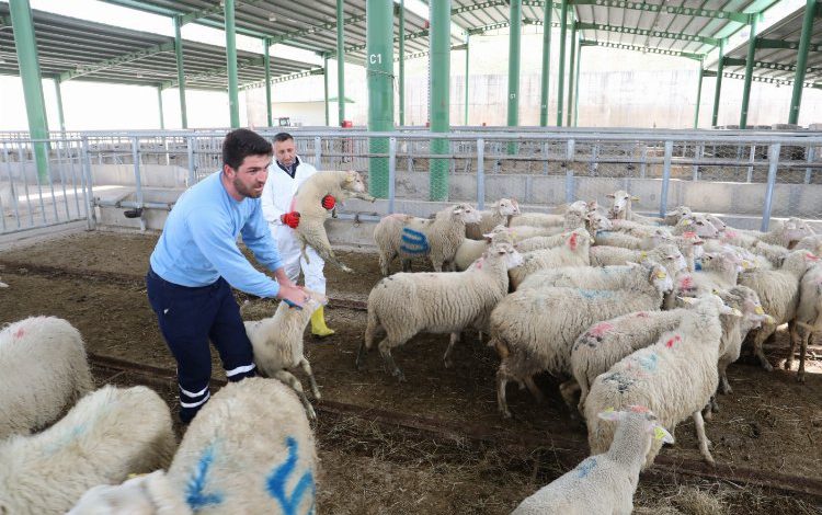 Kocaeli İzmit Belediyesinin küçükbaş hayvan desteği başlıyor