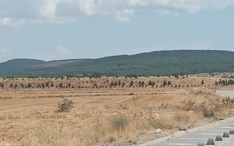 Keşan’da eski çöplükteki fidanlar boy veriyor Keşan’da eski çöplükteki fidanlar boy veriyor