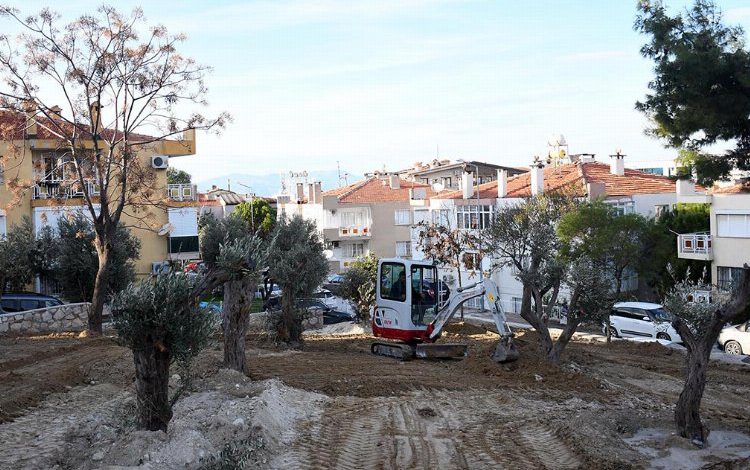 Aydın Kuşadası’nda asırlık zeytin ağacı kurtarıldı Aydın Kuşadası’nda asırlık zeytin ağacı kurtarıldı