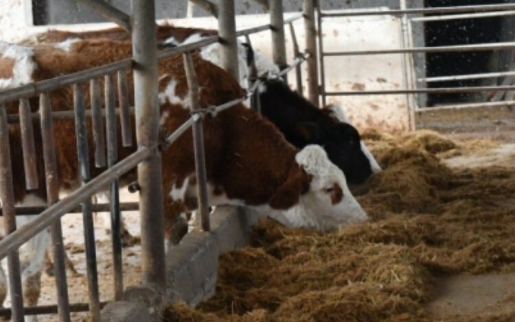 3 yılda hayvancılığa belediyeden rekor destek