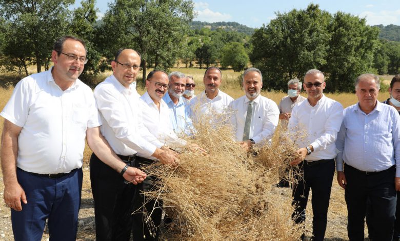 Bursa’da siyez buğdayı hasadı