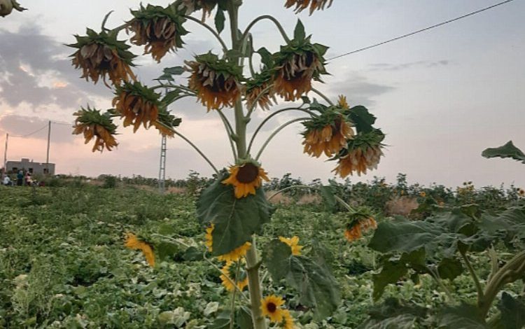 Diyarbakır’da 26 başlı ayçiçeği şaşırttı!