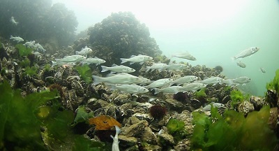 Balık tür ve çeşitliliği