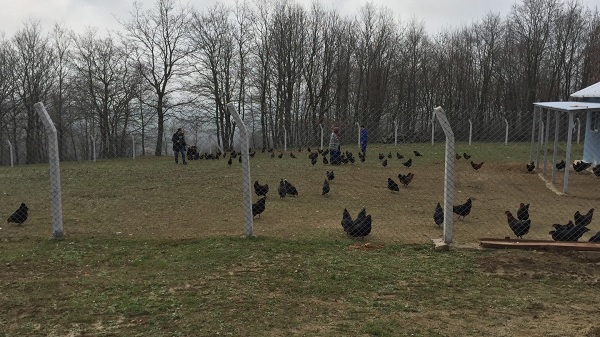 Kocaeli Büyükşehir’den çiftçilere gezen tavuk desteği