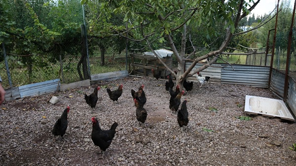 Büyükşehir’den Kocaeli çiftçisine 20 bin tavuk desteği