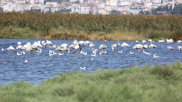 Göçmen kuşlar İzmit Körfezinde mola verdi