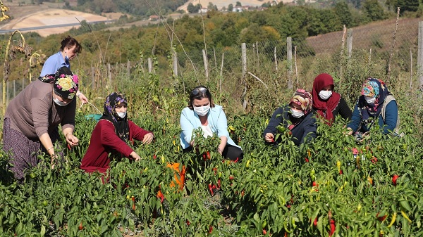 Kullanılmayan tarım arazilerini İzmit Belediyesi kadınlara açıyor