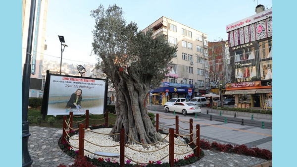 600 yıllık zeytin ağacı İzmit’in yeni sembollerinden biri olacak