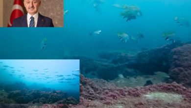 İzmit Körfezi’nde muhteşem görüntüleri Başkan Büyükakın paylaştı