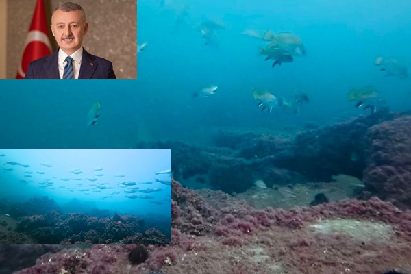 İzmit Körfezi’nde muhteşem görüntüleri Başkan Büyükakın paylaştı