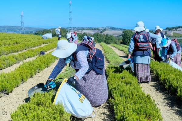 Kocaeli Büyükşehir projesinde Bereketli Biberiye zamanı