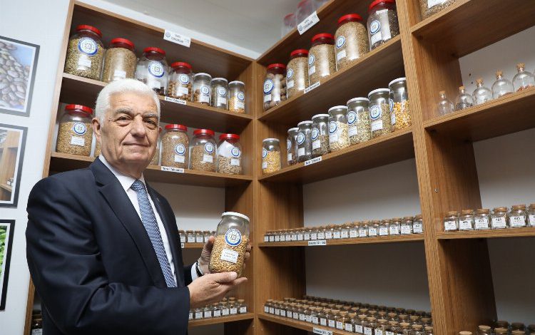 Ata tohumları topraktan sofraya ulaşıyor Ata tohumları topraktan sofraya ulaşıyor