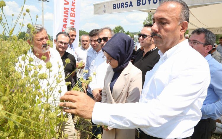 Bursa Harmancık’ta pelemir hasadı Bursa Harmancık’ta pelemir hasadı