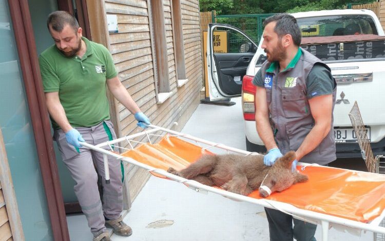 Yaralı boz ayı Ormanya’da yaşama tutundu