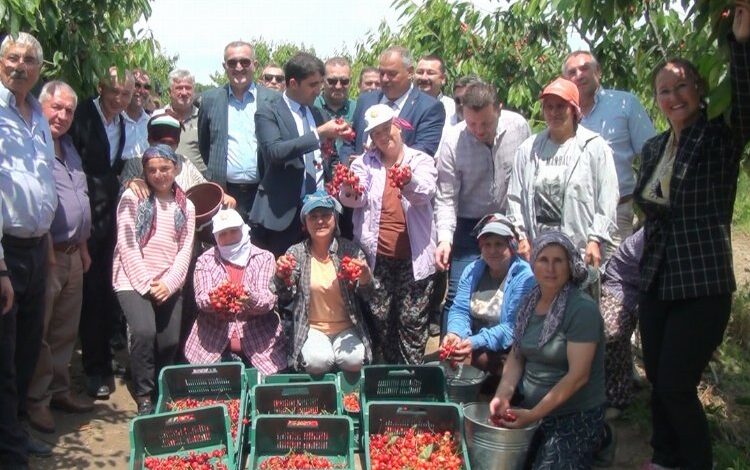 Çeribaşı Kiraz Hasadı Şenliği yapıldı Çeribaşı Kiraz Hasadı Şenliği yapıldı