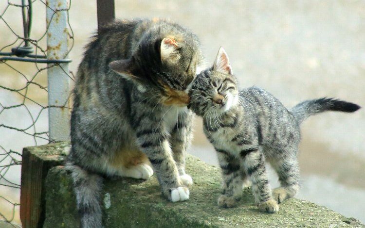 Yenişehir’de kedi ailesinin sabah bakımı