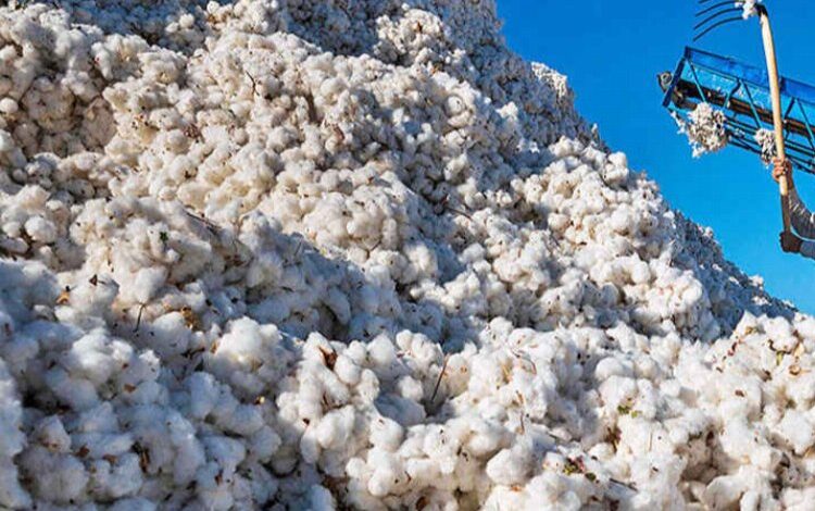 TZOB: Pamuğun fiyatı en az 28-30 TL olmalı