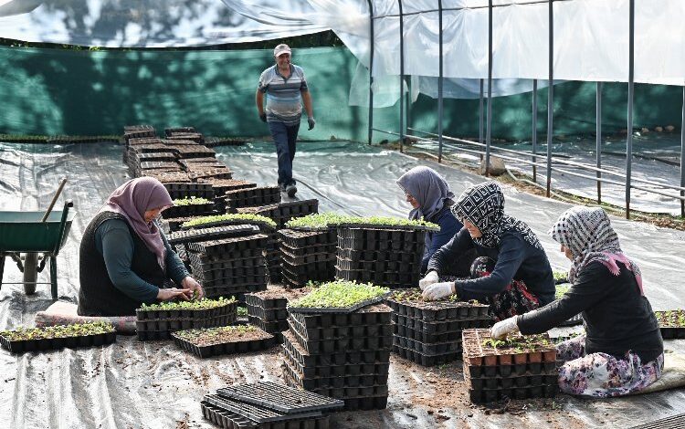 Kelesli çiftçiler üretiyor, Bursa kazanıyor