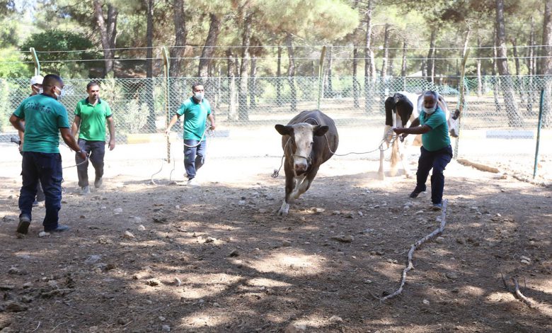 Gaziantep’te ‘kurbanlık tim’ eğitimleri tamamlandı