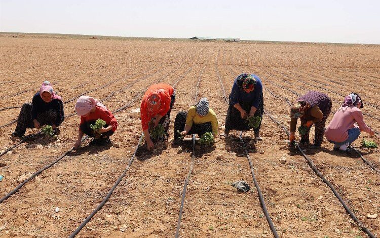 Konya 2024’ün tarımsal destek kayıtlarını başlattı Konya 2024’ün tarımsal destek kayıtlarını başlattı