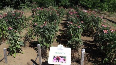 Tıbbi ve aromatik bitkilere ilgi artıyor