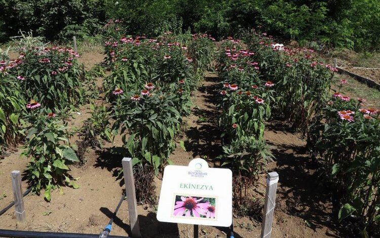 Tıbbi ve aromatik bitkilere ilgi artıyor Tıbbi ve aromatik bitkilere ilgi artıyor