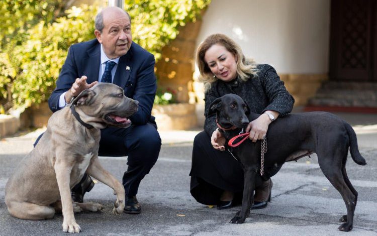 KKTC Cumhurbaşkanı eşinden hayvansever rica KKTC Cumhurbaşkanı eşinden hayvansever rica