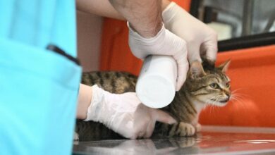 Sokak hayvanlarına Çayırova’dan yerinde müdahale