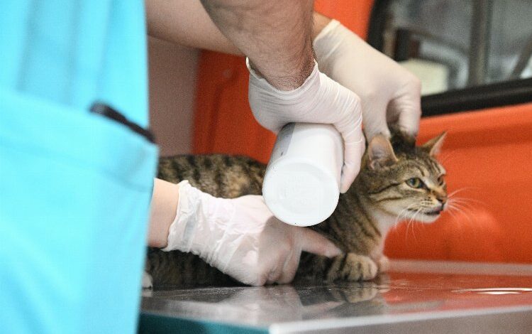 Sokak hayvanlarına Çayırova’dan yerinde müdahale