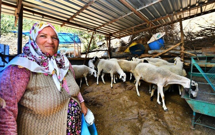 Koyun desteği meyvesini veriyor! Umut sürüsü büyüyor Koyun desteği meyvesini veriyor! Umut sürüsü büyüyor