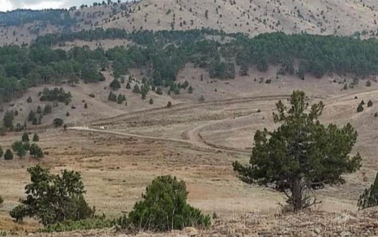 Eşeler Yaylası yok olma tehlikesi yaşıyor! Eşeler Yaylası yok olma tehlikesi yaşıyor!