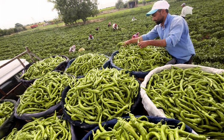 Bursa Yenişehirli çiftçinin yüzü gülüyor Bursa Yenişehirli çiftçinin yüzü gülüyor