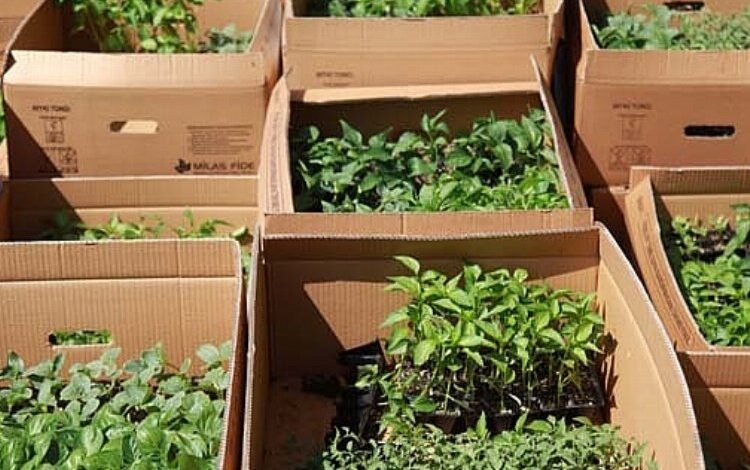 Bodrumlu üreticilere fide desteği belediyeden Bodrumlu üreticilere fide desteği belediyeden