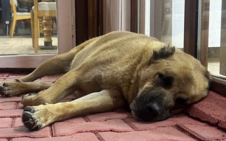 Elbistan’daki sahipsiz hayvanlara anlamlı destek