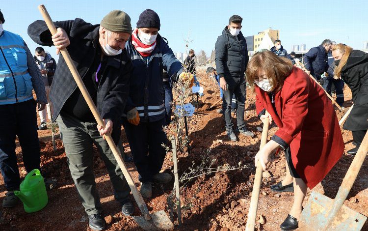 Gaziantep’te 2 bin 245 zeytin ağacı toprakla buluştu Gaziantep’te 2 bin 245 zeytin ağacı toprakla buluştu