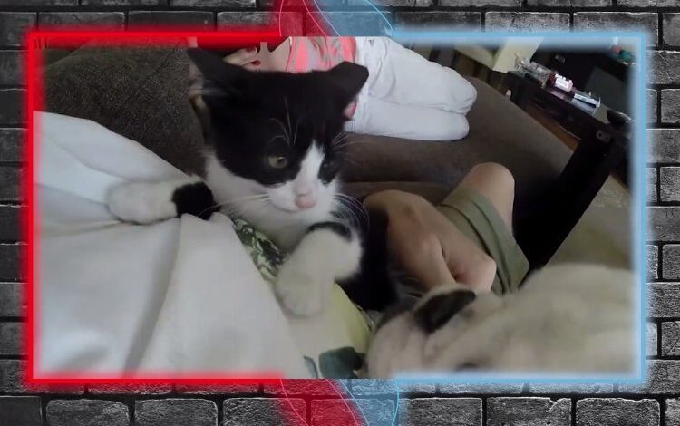 Dikkat! Çip zorunlu… Satın alma, sahiplen!