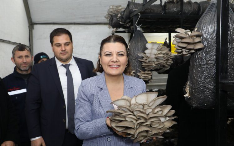 Kocaeli İzmit’te rekor miktarda istiridye mantarı hasat edildi