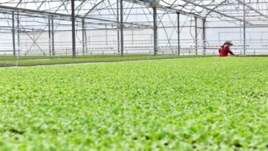 100 milyon bitki bu serada yetişiyor