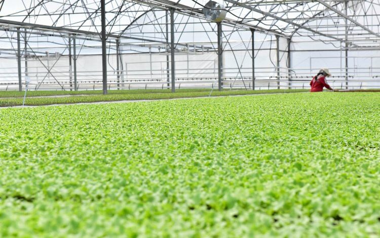 100 milyon bitki bu serada yetişiyor 100 milyon bitki bu serada yetişiyor