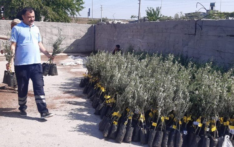 İzmir’den Osmaniye’ye 20 bin zeytin fidanı