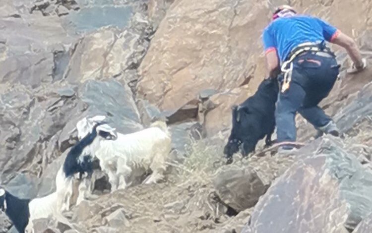 Bingöl’de kayalıklarda mahsur kalan 7 oğlak kurtarıldı Bingöl’de kayalıklarda mahsur kalan 7 oğlak kurtarıldı
