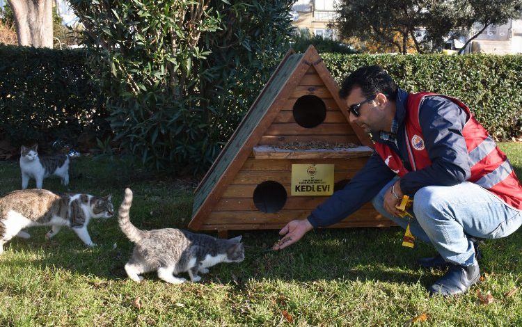 Bursa Gemlik’te lodos sonrası kedi evlerine bakım Bursa Gemlik’te lodos sonrası kedi evlerine bakım