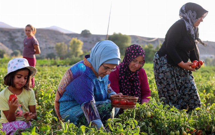 Domatesleri Emine Erdoğan topladı Domatesleri Emine Erdoğan topladı
