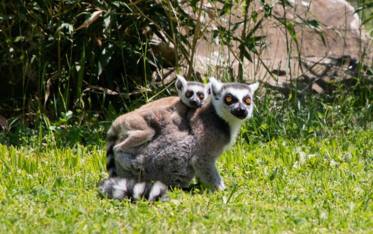 Yavru lemur, Ormanya ailesine katıldı