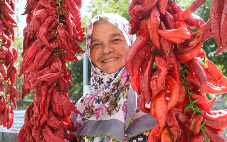 Silivri Sayalar’da hem biber, hem hizmet şenliği Silivri Sayalar’da hem biber, hem hizmet şenliği